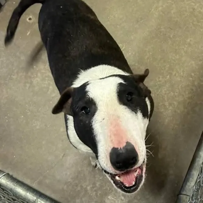 Lieutenant Dan thumbnail 2