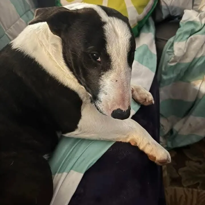 Lieutenant Dan thumbnail 3