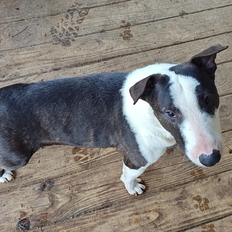 Lieutenant Dan thumbnail 4