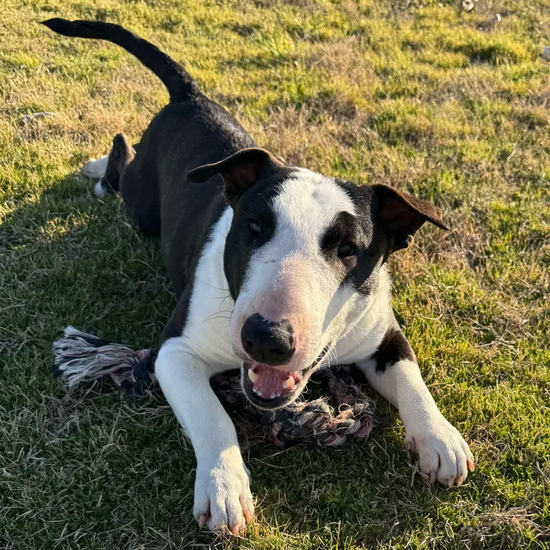 A young medium-sized male Black Miniature Bull Terrier dog named Lieutenant Dan for adoption in Glenwood, AR