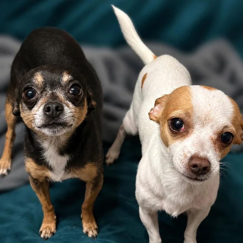 An adult small-sized male White / Cream Chihuahua dog named Ringo for adoption in Hudson, IL