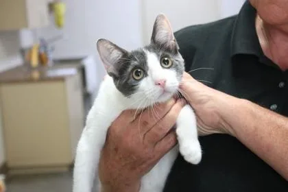 A baby small-sized female Domestic Short Hair cat named Sophie for adoption in Brunswick, GA
