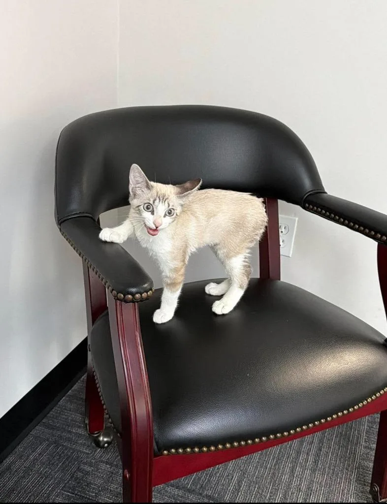 A baby small-sized female Siamese cat named Elinar for adoption in New Braunfels, TX