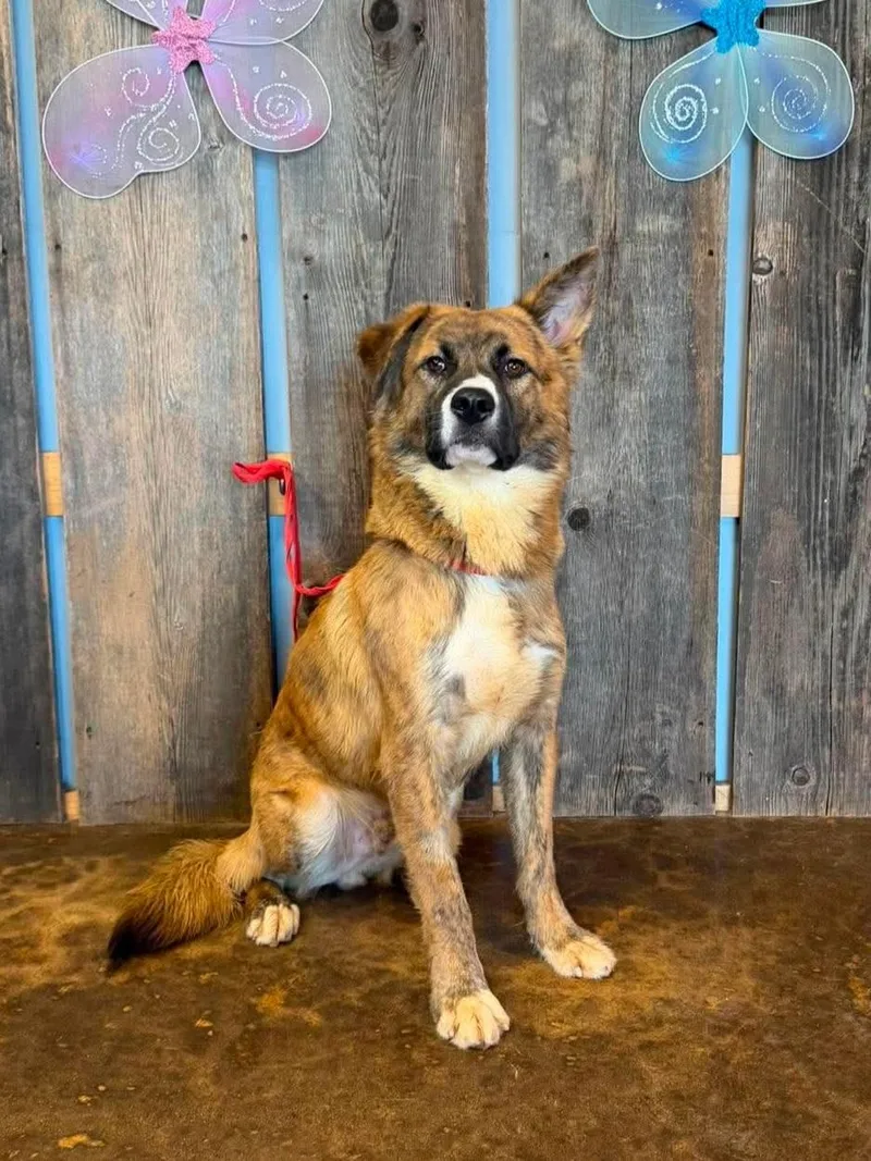 An adult medium-sized male Shepherd dog named Royce for adoption in Milwaukee, WI