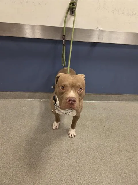 Bolo