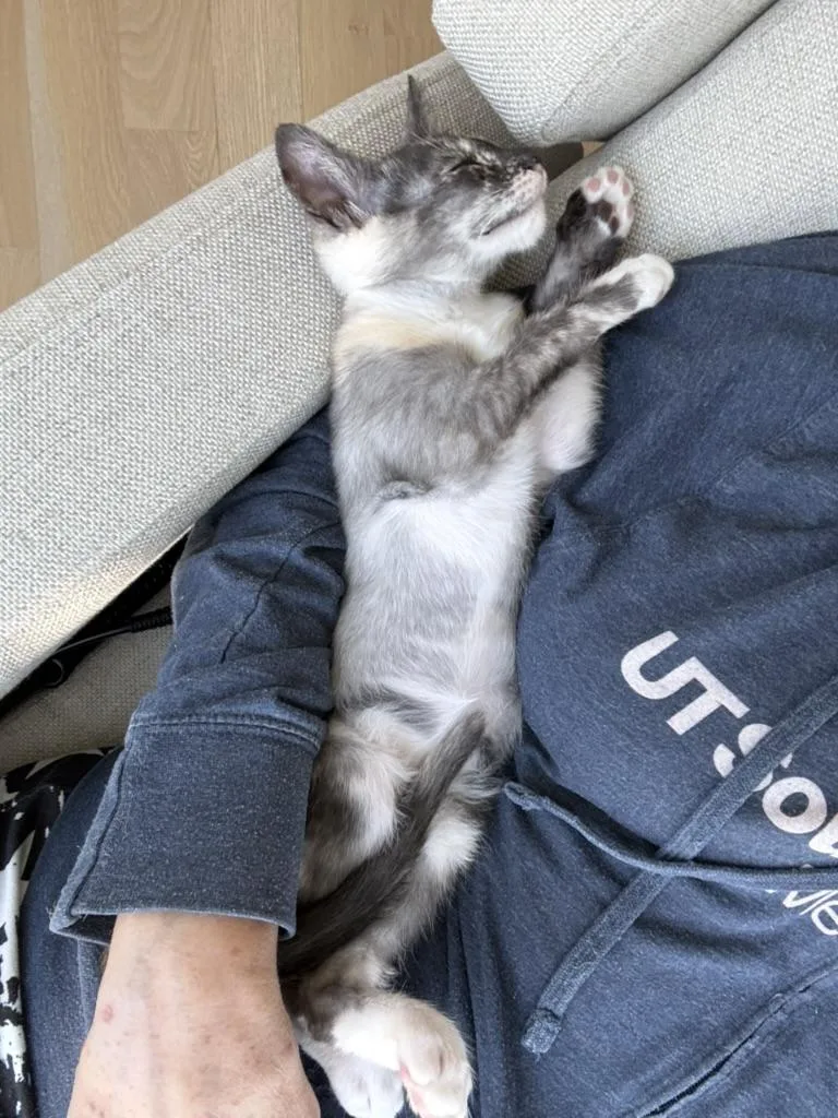A baby medium-sized female Dilute Tortoiseshell cat named Bernie for adoption in Fort Worth, TX