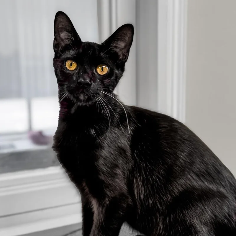 A young medium-sized male Black Domestic Short Hair cat named Thackery Binx for adoption in Greensboro, GA