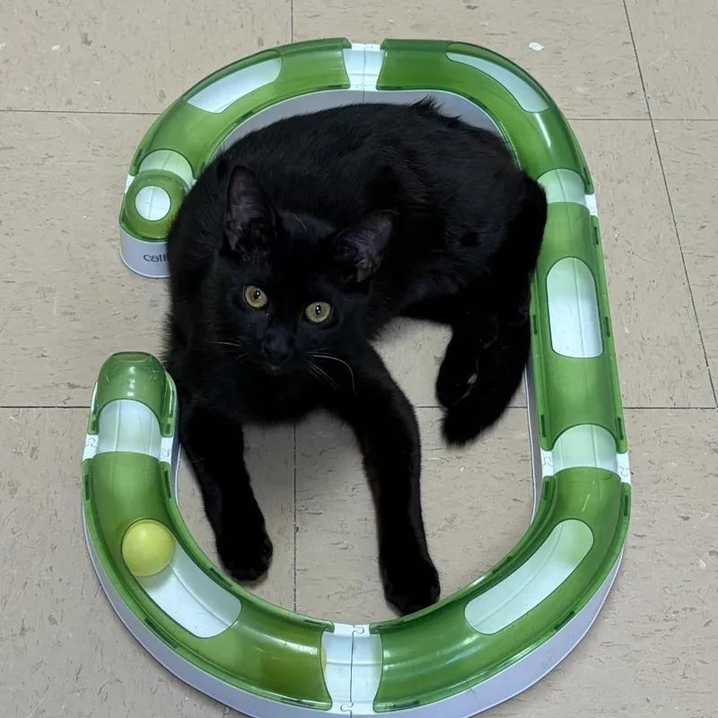 Thackery Binx thumbnail 3