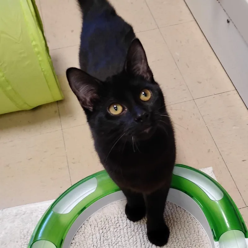Thackery Binx thumbnail 4