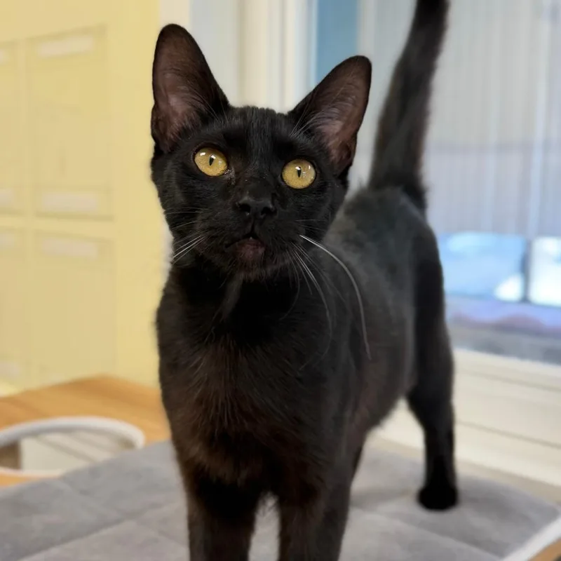 Thackery Binx thumbnail 5