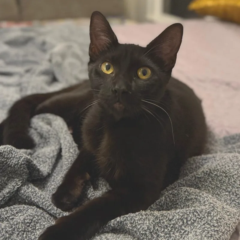 Thackery Binx thumbnail 6
