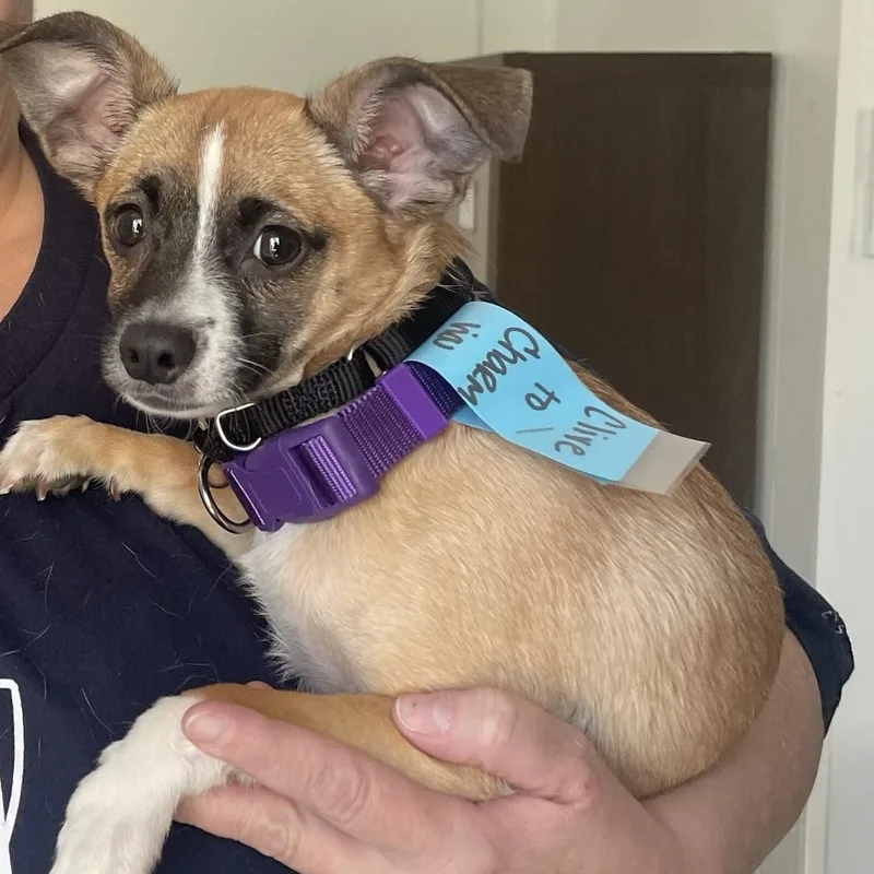 A baby small-sized male Mixed Breed dog named Clive for adoption in Columbia, MD