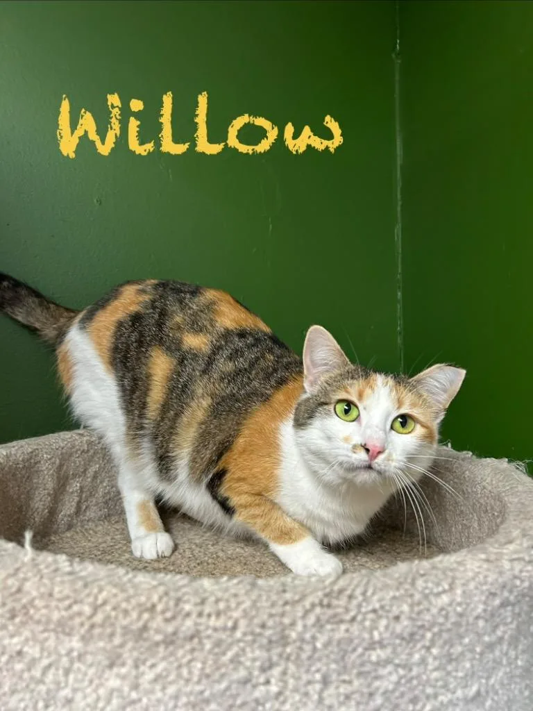 Willow