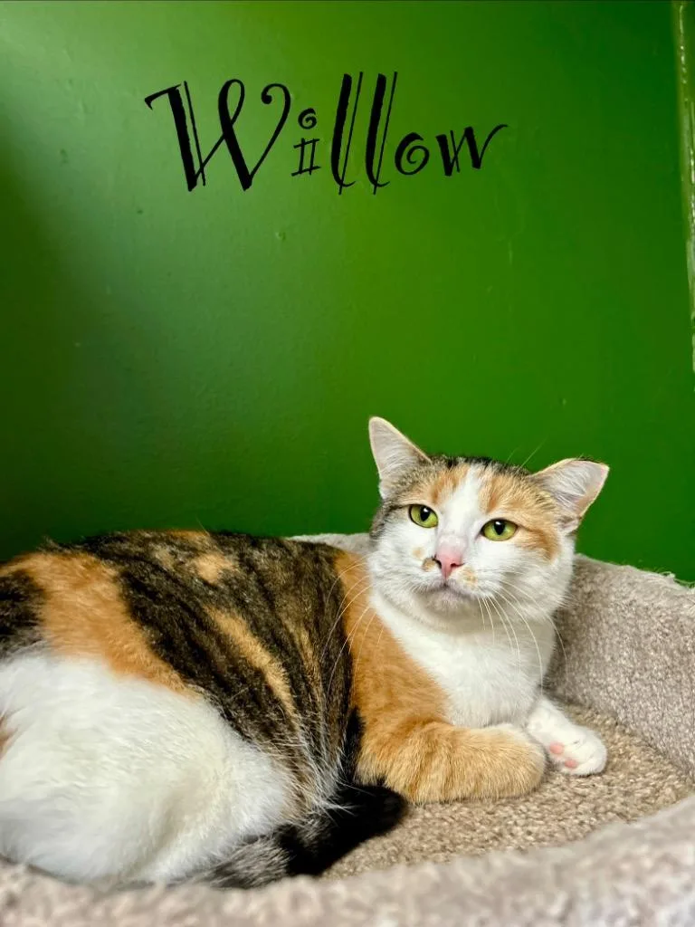 Willow thumbnail 4