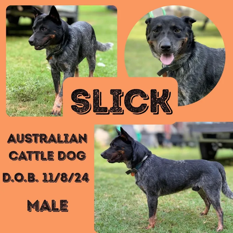 A young medium-sized male Merle (Blue) Australian Cattle Dog / Blue Heeler dog named Slick for adoption in Caldwell, TX