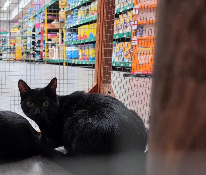 A baby medium-sized male Domestic Short Hair cat named Mr. White for adoption in Tampa, FL