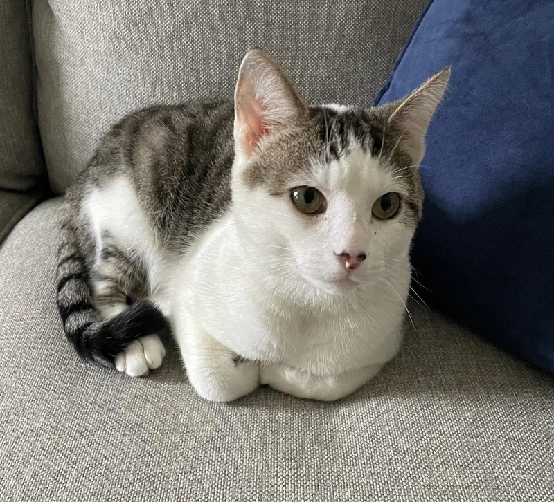 An adult large-sized male Domestic Short Hair cat named Little for adoption in Trenton, NJ