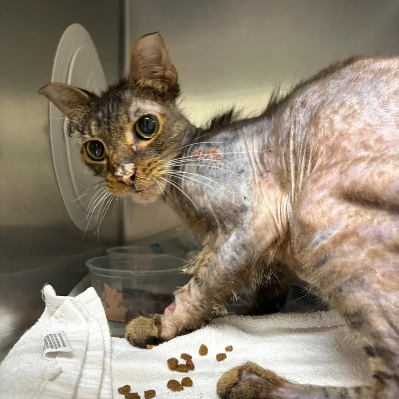An adult medium-sized male Domestic Long Hair cat named Inky for adoption in Milton, FL
