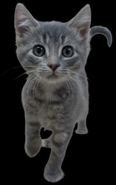 A baby small-sized female Domestic Short Hair cat named Zeva for adoption in Little Rock, AR