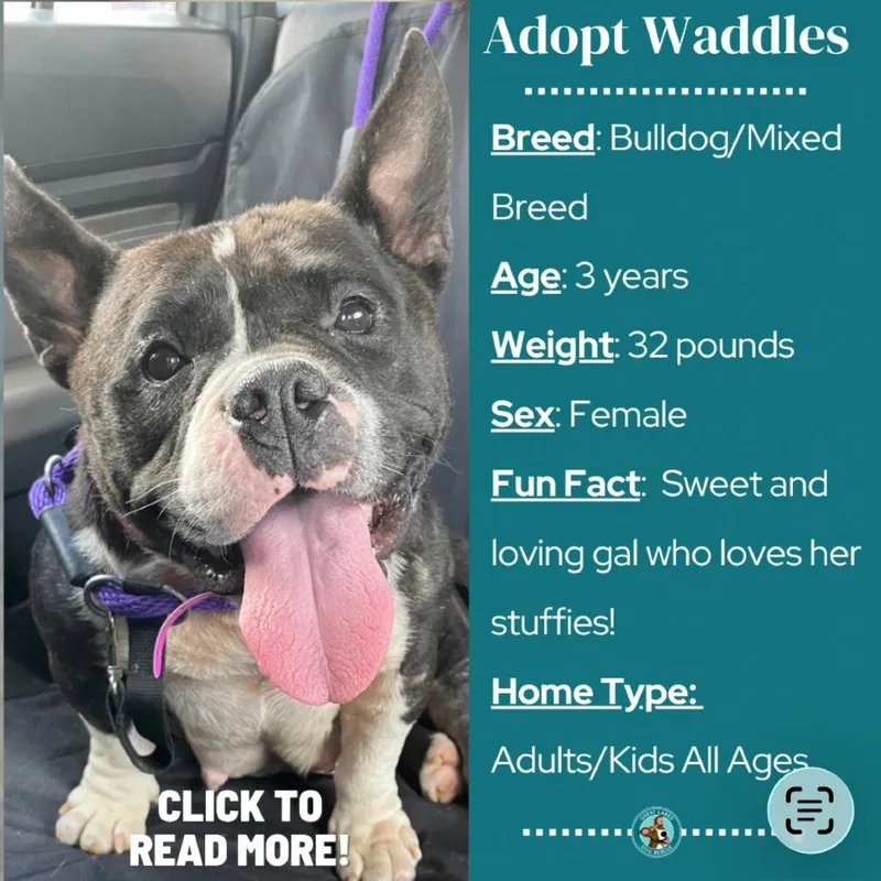 An adult medium-sized female Black English Bulldog dog named Waddles for adoption in Metamora, MI