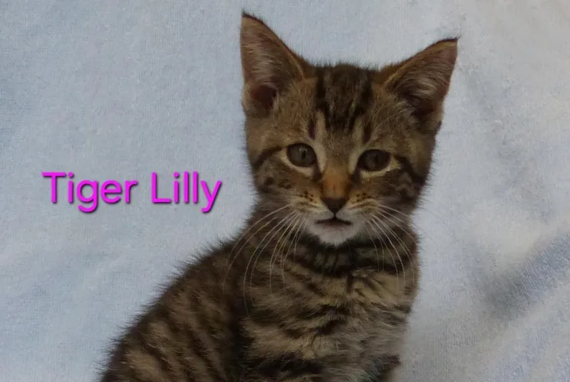 A young medium-sized female Gray & White Domestic Short Hair cat named Tiger Lily for adoption in Rochester, NY