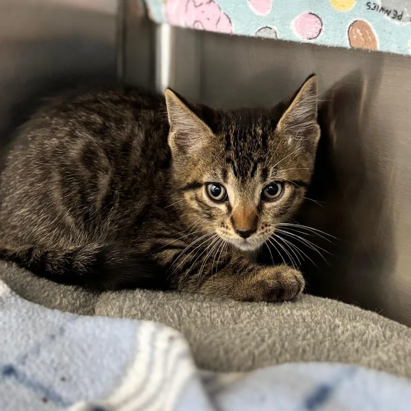 A baby small-sized male Brown / Chocolate Domestic Short Hair cat named Sunny for adoption in Nashville, IN