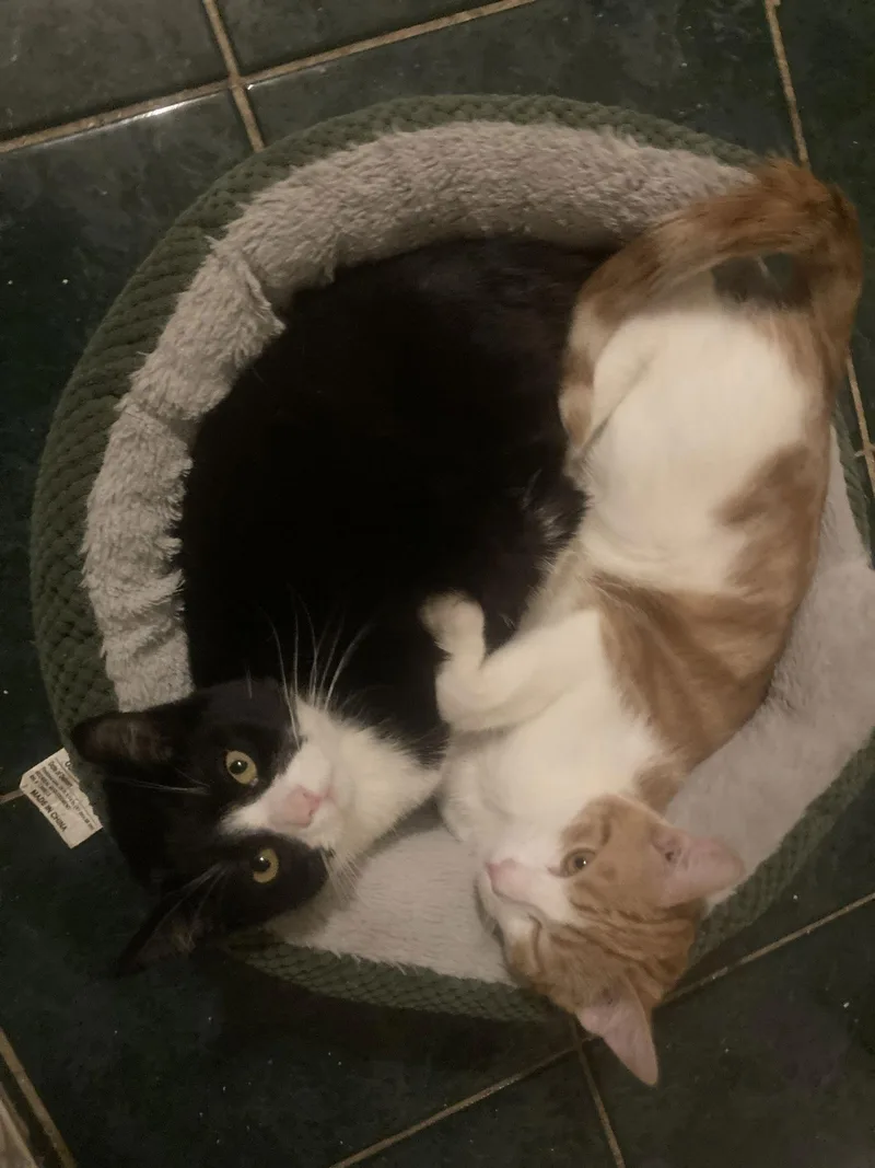 Peanut And Socks thumbnail 2