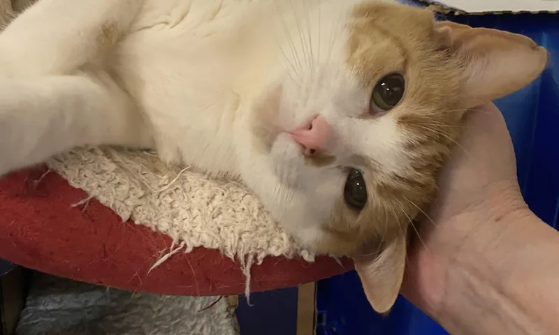 An adult medium-sized male Orange & White Domestic Short Hair cat named Teal for adoption in Pickerington, OH
