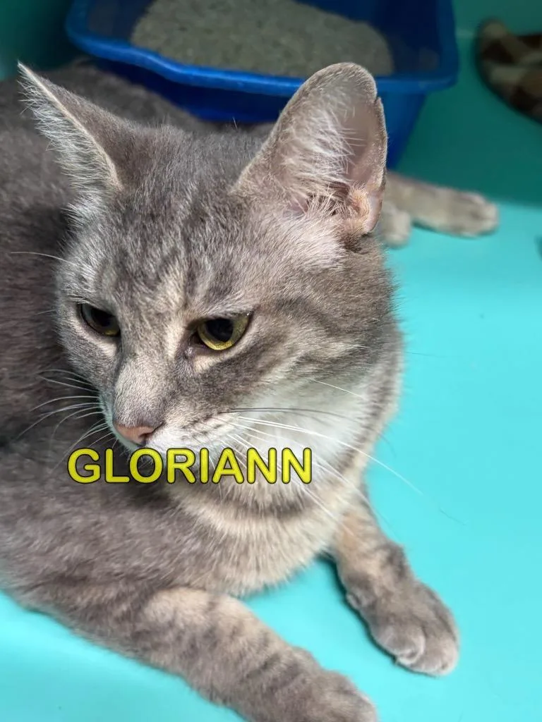 A young small-sized female Domestic Short Hair cat named Gloriann for adoption in Plattsburgh, NY