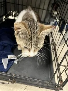 A young small-sized female Domestic Short Hair cat named Rachael for adoption in Stockton, CA