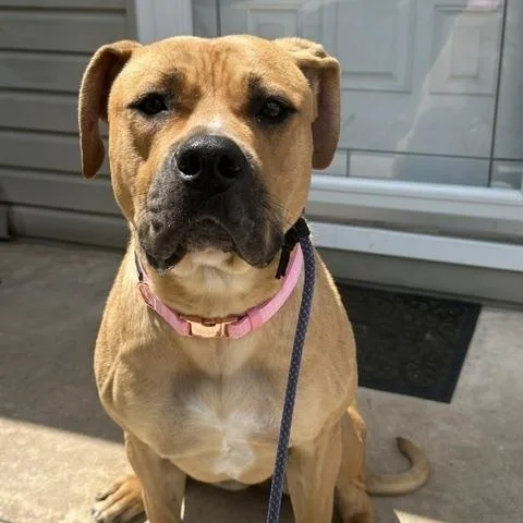 Daisy