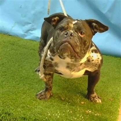An adult medium-sized female American Bulldog dog named Nugget for adoption in Gardena, CA