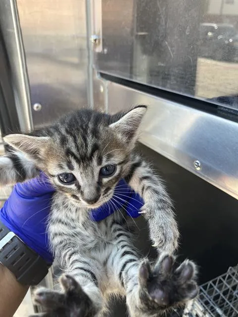 A baby medium-sized male American Shorthair cat named Sadie for adoption in Dallas, TX