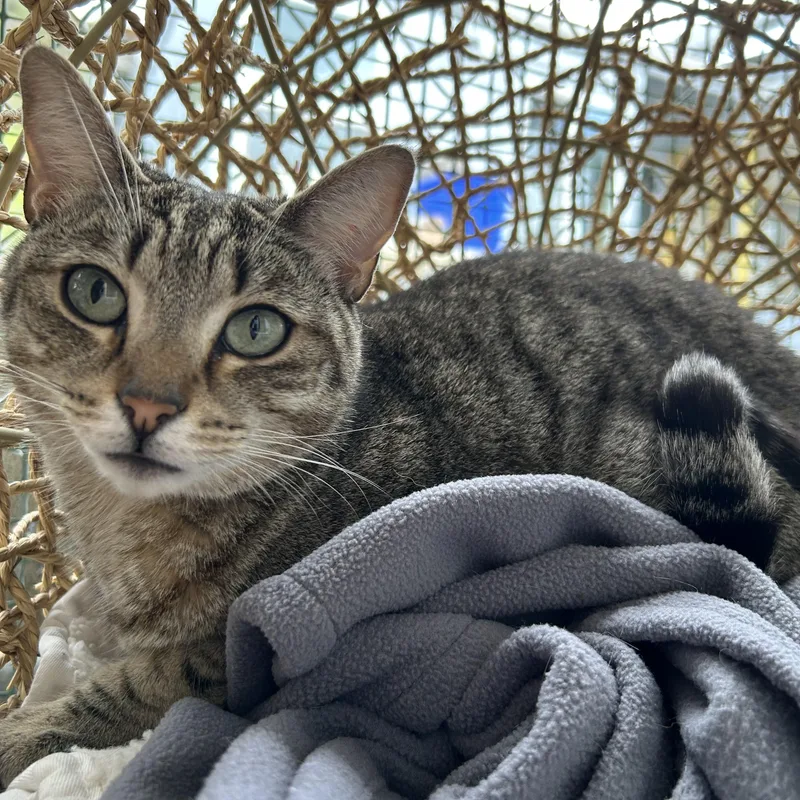 An adult medium-sized female Tabby (Brown / Chocolate) Domestic Short Hair cat named Tori for adoption in El Cajon, CA