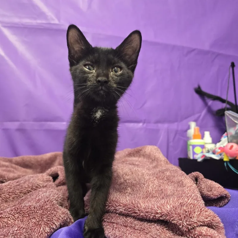 A baby small-sized female Black Domestic Short Hair cat named Anjel for adoption in North Myrtle Beach, SC
