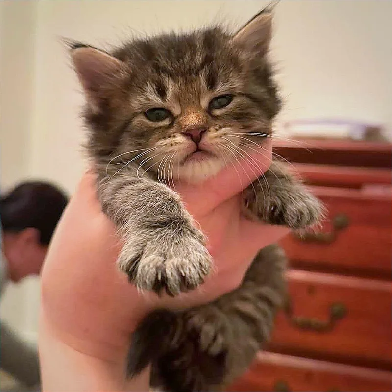 A baby small-sized male Brown / Chocolate Domestic Medium Hair cat named Pancake for adoption in Hannibal, MO