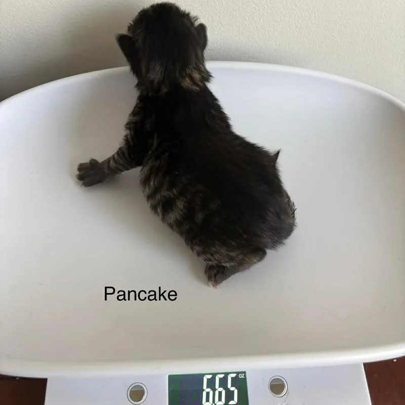 Pancake thumbnail 5