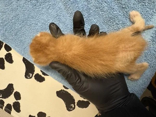 A baby small-sized male Domestic Short Hair cat named Hazelnut for adoption in Oceanside, CA