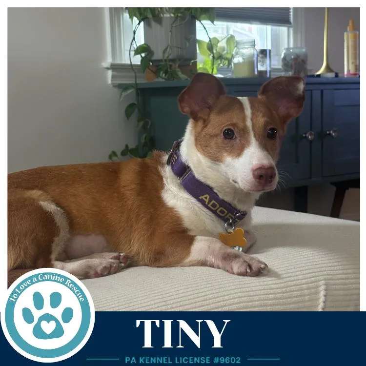 An adult small-sized female Corgi dog named Tiny for adoption in Kimberton, PA