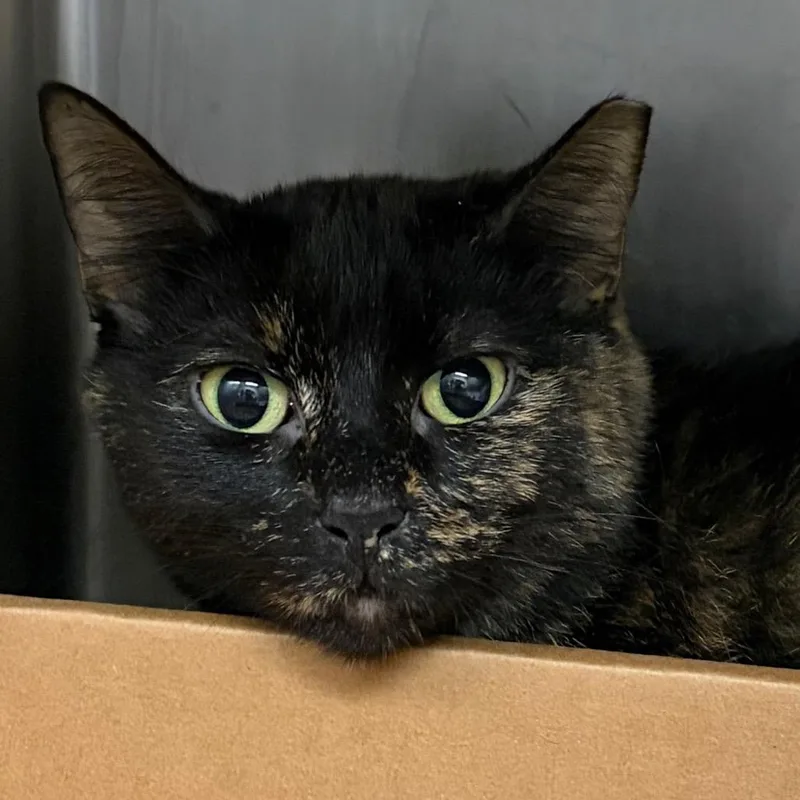 An adult medium-sized female Tortoiseshell Domestic Short Hair cat named Eos for adoption in Nashville, TN