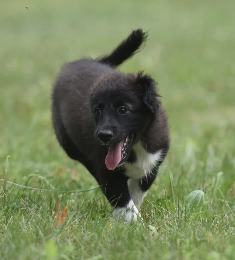A baby medium-sized female Border Collie dog named Courtney for adoption in Mechanicsburg, PA
