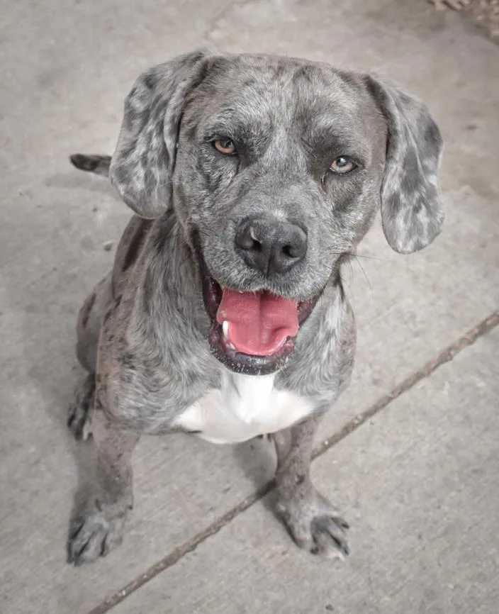 Chief Aka Ozzie