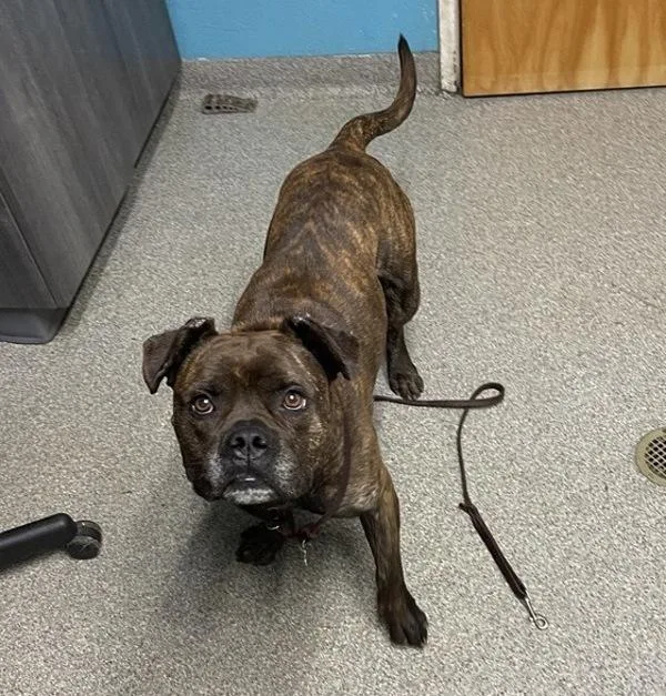 An adult large-sized male American Bulldog dog named Oso for adoption in Escondido, CA