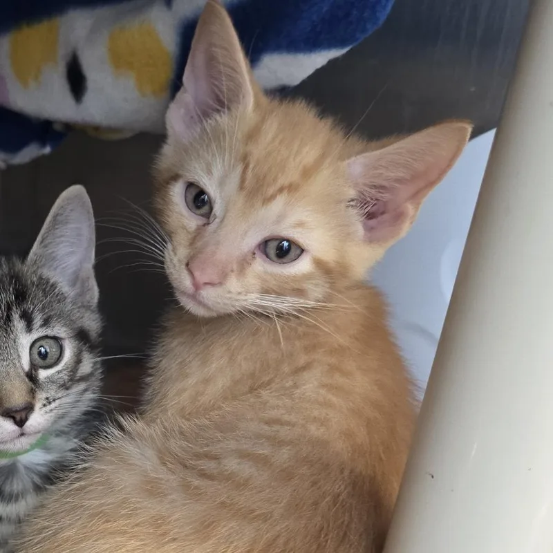 A baby small-sized male Orange / Red Domestic Short Hair cat named Cheeto for adoption in Fort Wayne, IN