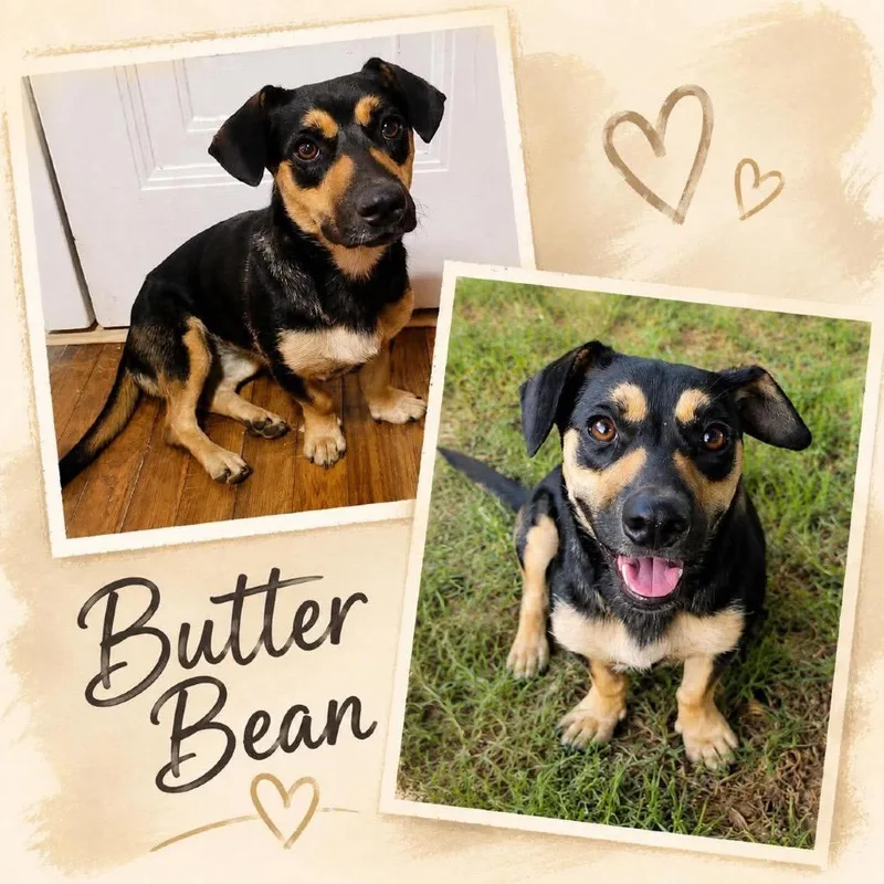 Butter Bean