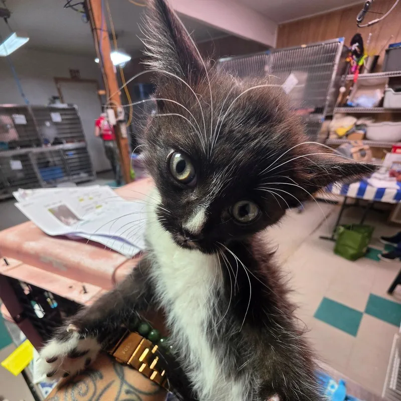 A baby small-sized female Black Domestic Short Hair cat named Donna for adoption in Leander, TX