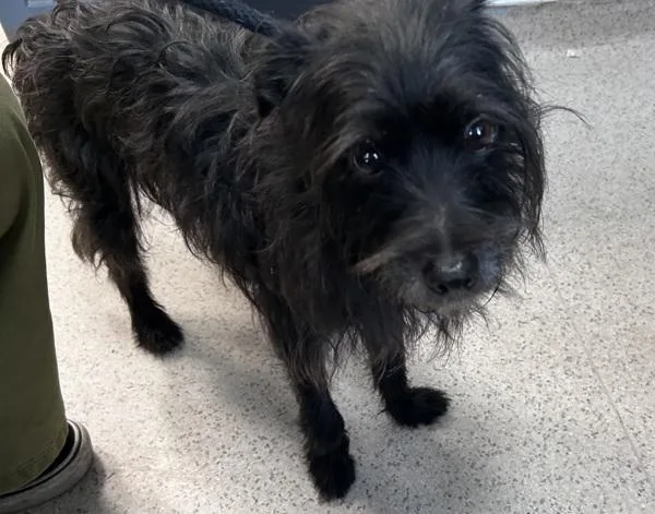 An adult small-sized male Mixed Breed dog named Midnight Sun for adoption in New York, NY