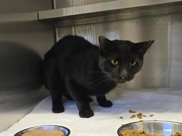 A young large-sized male Domestic Short Hair cat named Night Fury for adoption in Auburn, CA