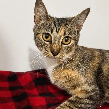 An adult medium-sized female Torbie Domestic Short Hair cat named Caramel for adoption in West Point, MS