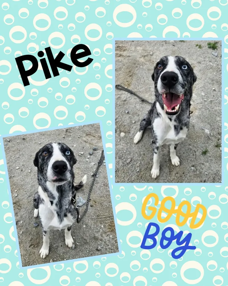 A young medium-sized male Merle (Blue) Australian Shepherd dog named Pike for adoption in Monticello, IN